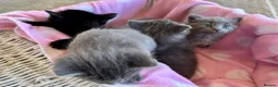 British Shorthair cats for sale: Beautiful Blue Grey Kittens - Advert 12