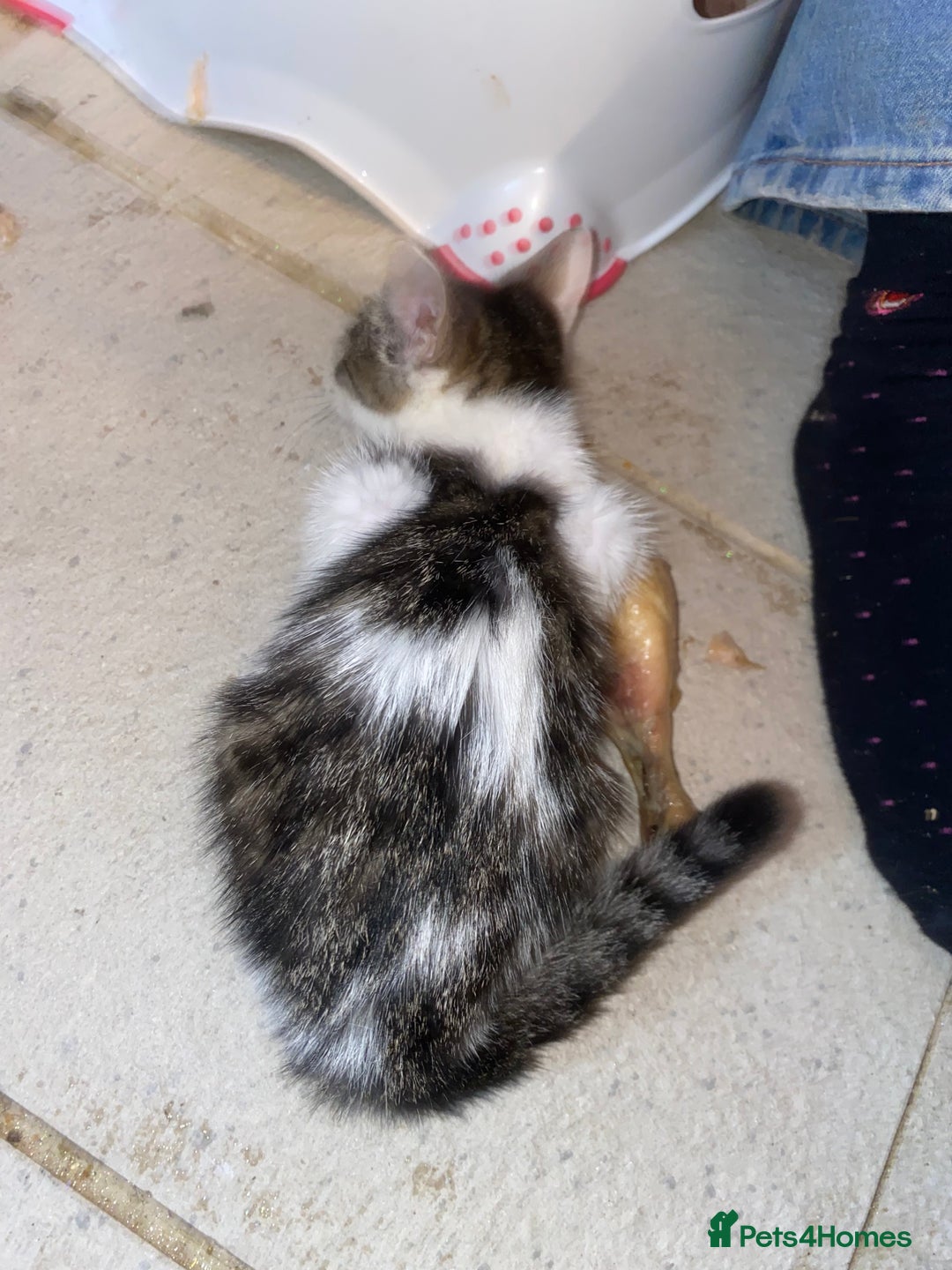 Mixed Breed cats for sale: kittens Bengal x microchipped flea/worm.insured.  - Image 6