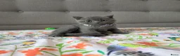 British Shorthair cats for sale: Ready to go British Shorthair kittens  - Advert 7
