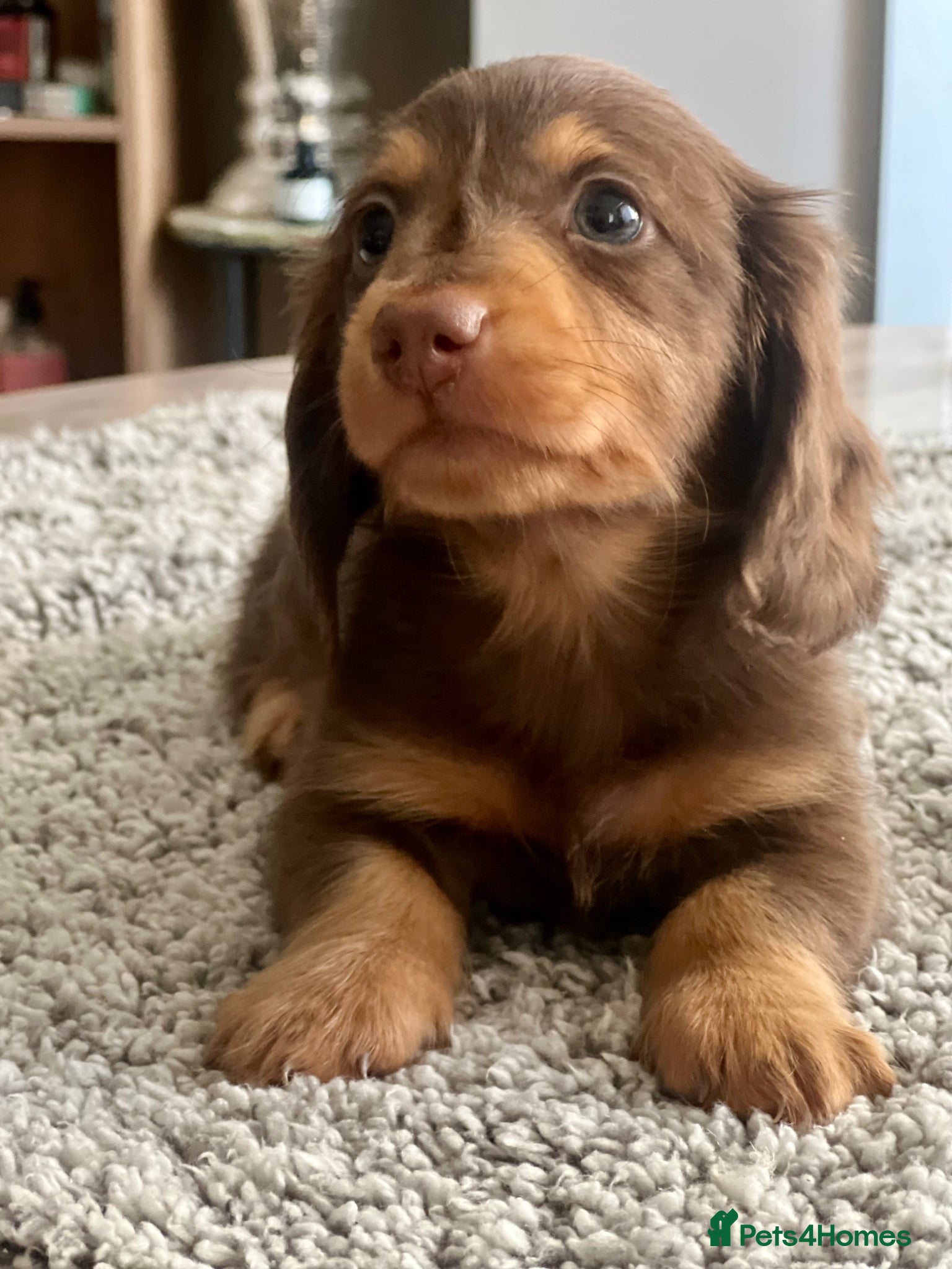 Miniature Dachshund dogs 🐾 Stunning Chocolate Cream Mini Longhair Boys ✨🐶 - Advert 18