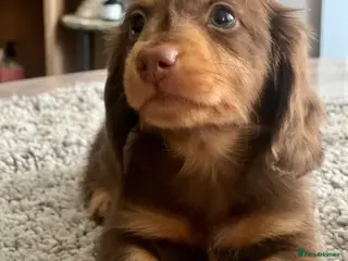 Miniature Dachshund dogs 🐾 Stunning Chocolate Cream Mini Longhair Boys ✨🐶 - Advert 18
