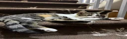 American Shorthair cats for sale: MIXED FEMALE GREY AND WHITE CAT FOR SALE  - Advert 5
