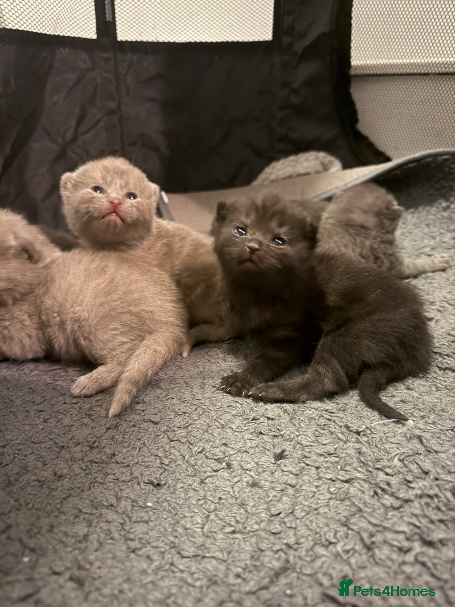 British Shorthair cats British shorthair kittens  - Advert 16