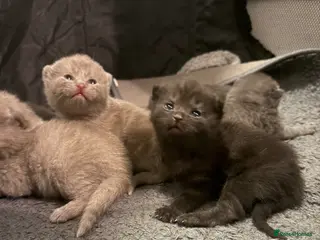 British Shorthair cats British shorthair kittens - Advert 16