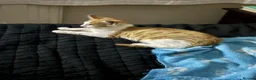 Domestic Shorthair cats for sale: Two very pretty male ginger kittens in Macclesfield - Advert 7