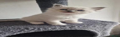 Ragdoll Kitten 3 (coco)