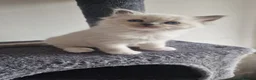 Ragdoll cats for sale: 3 blue point ragdoll kittens for sale - Advert 27