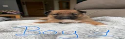 Mixed Breed dogs for sale: Beautiful Tri coloured pups - Advert 12