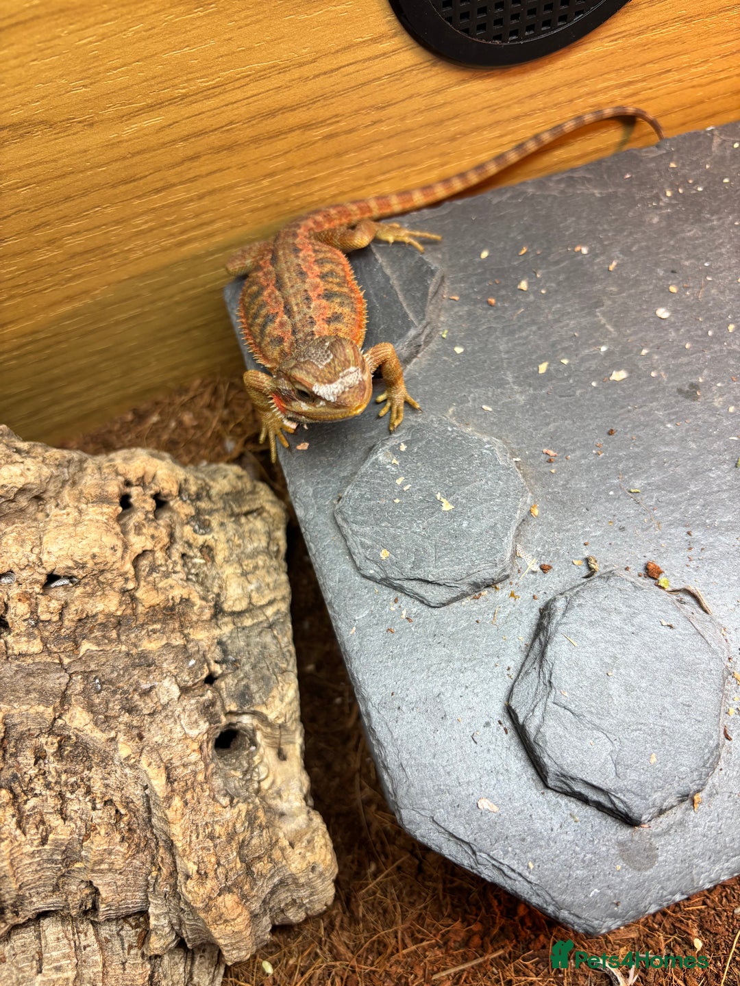 Bearded Dragon reptiles for sale: Female bearded dragon  - Image 8