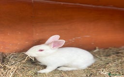 Mixed Breed rabbits for sale: Lovely white rabbit  - Image 2