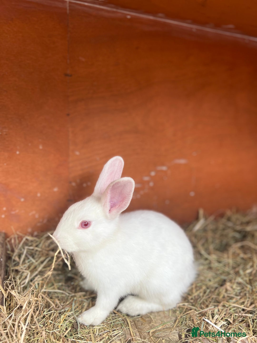 Mixed Breed rabbits for sale: Lovely white rabbit  - Image 2