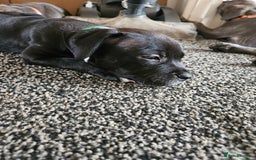 Staffordshire Bull Terrier dogs for sale: Full Staffordshire Bull Terrior puppies for sale - Image 19