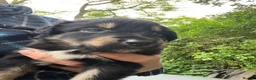 Mixed Breed dogs for sale: Cookie x huntaway  in Bideford - Advert 7