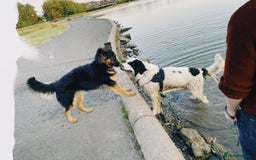 German Shepherd dogs for sale: Upcoming Litter of Pedigree German Shepherd Puppy - Image 14