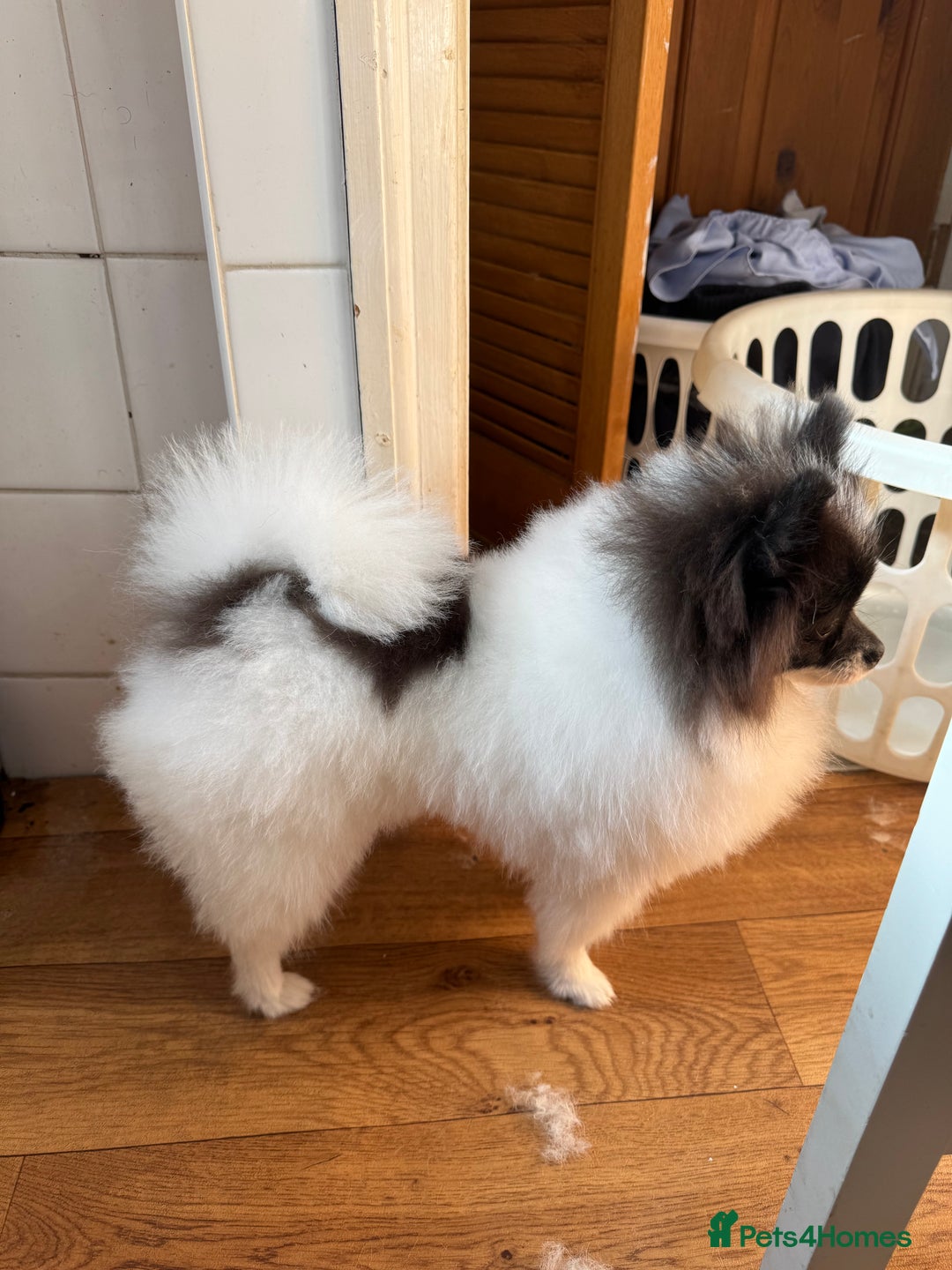 Pomeranian dogs for stud: Proven Pomeranian Stud Yoshi❤️ - Image 4