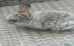 Netherland Dwarf rabbits for sale: Beautiful Netherland dwarf bunnys - Image 5