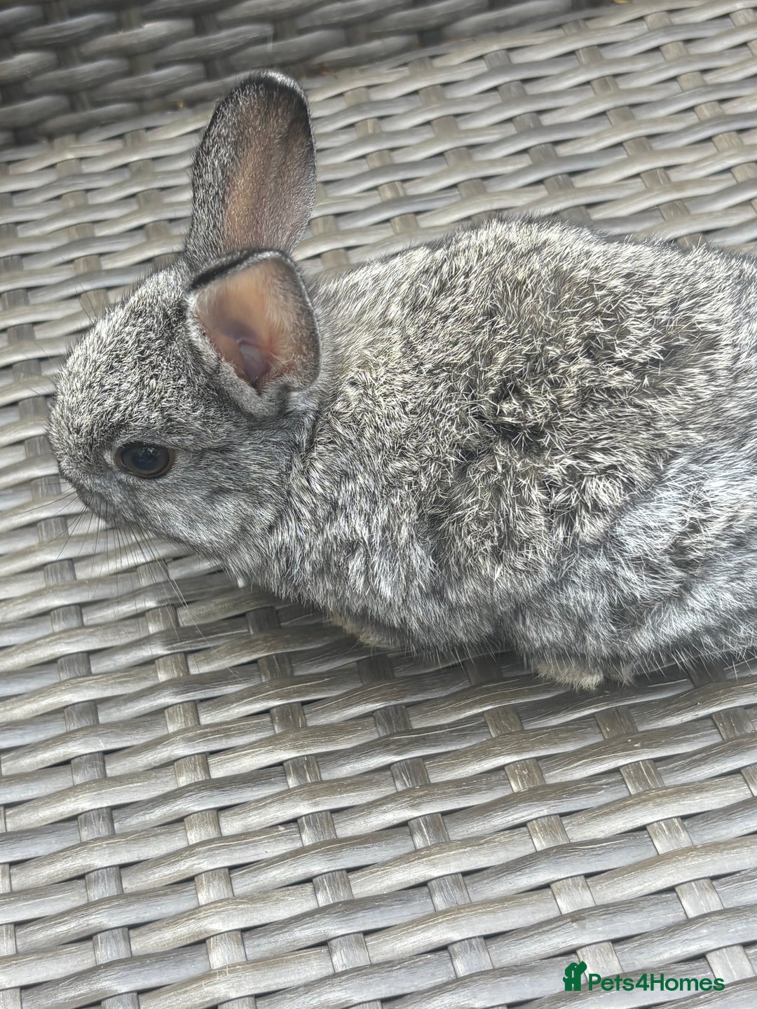 Netherland Dwarf rabbits for sale: Beautiful Netherland dwarf bunnys - Image 5