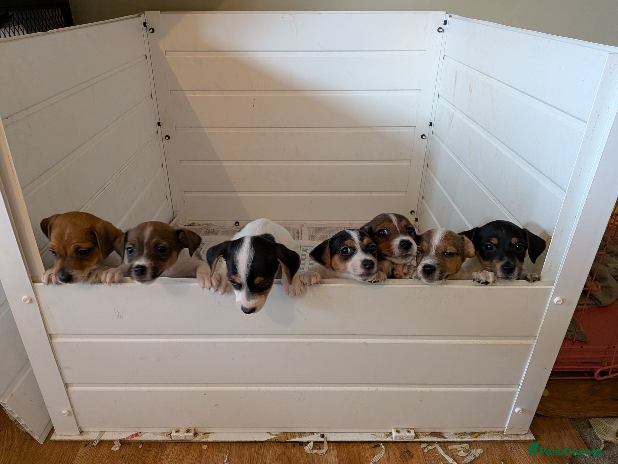 Jack Russell dogs Docked (vet papers)Traditioal Jack Russel  - Advert 1