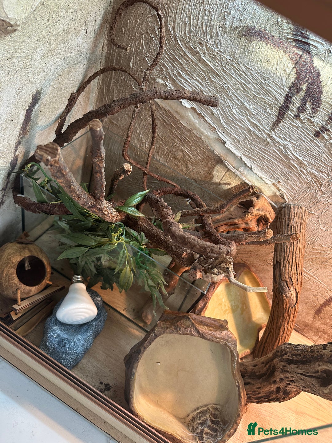 Lizard reptiles for sale: Reptile viviarium  - Image 3