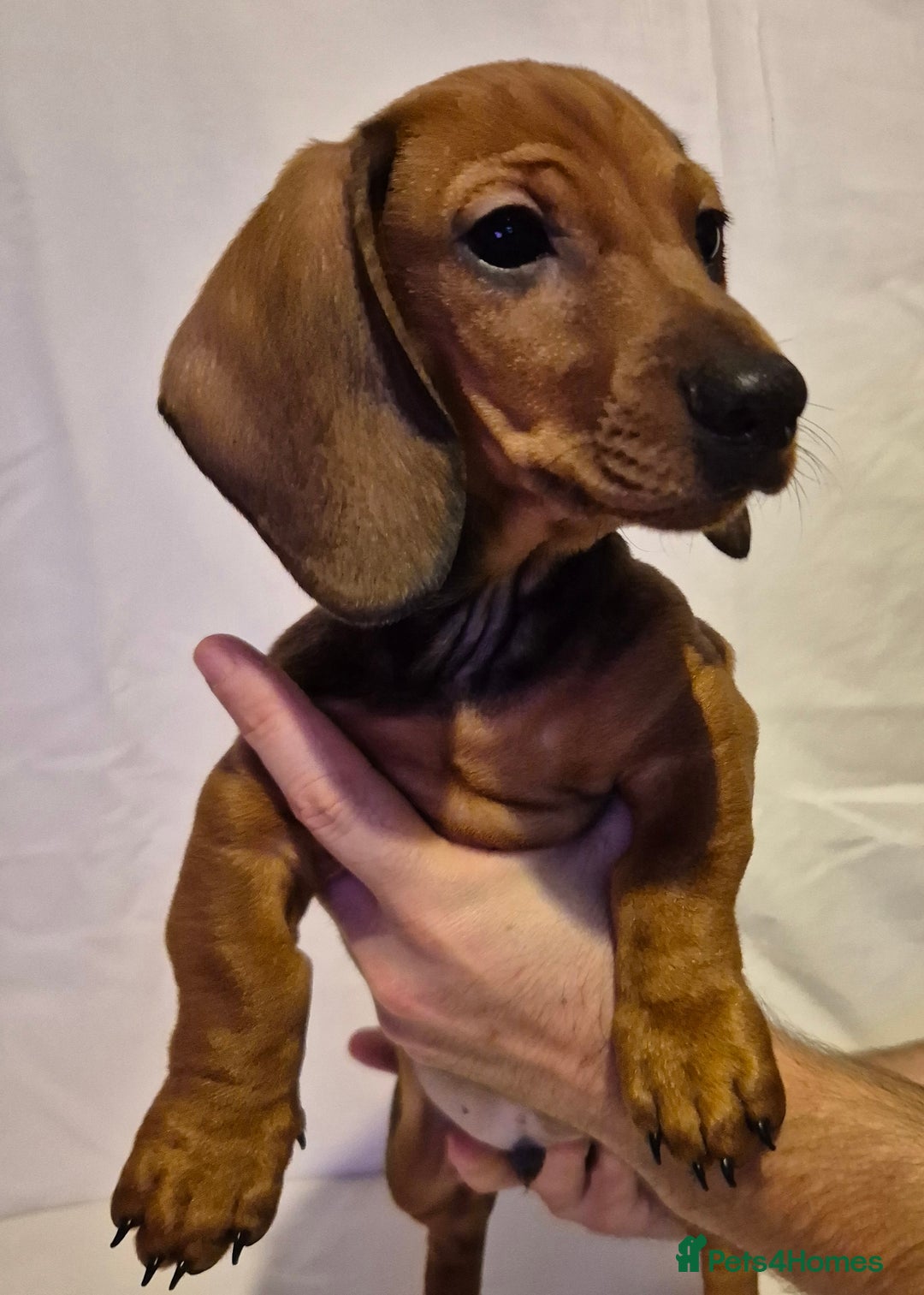 Dachshund dogs for sale: Smooth-haried standard dachshunds - Advert 12