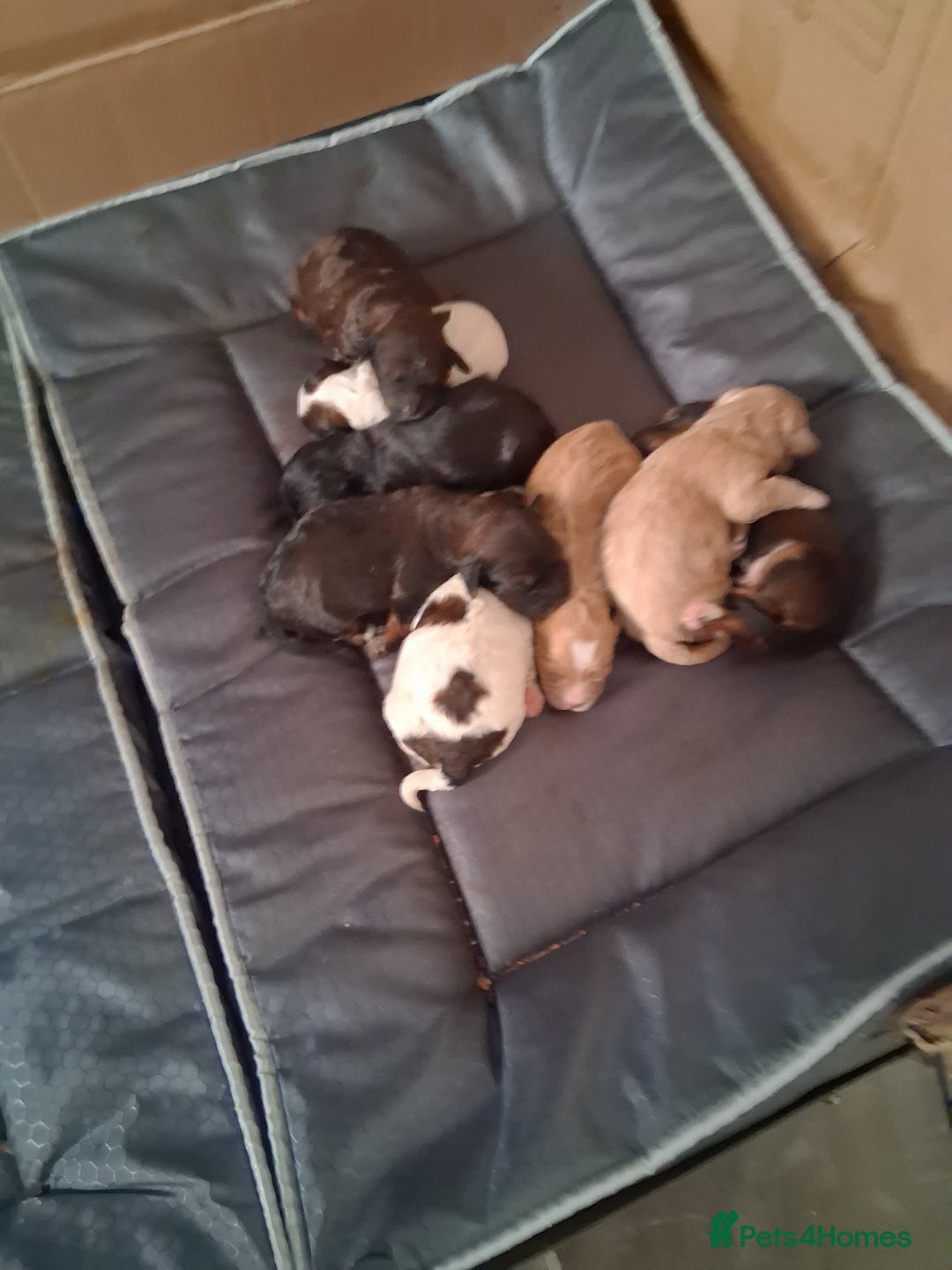 Mixed Breed dogs for sale: Cockapoo/Shitzu Puppies for sale  - Advert 7