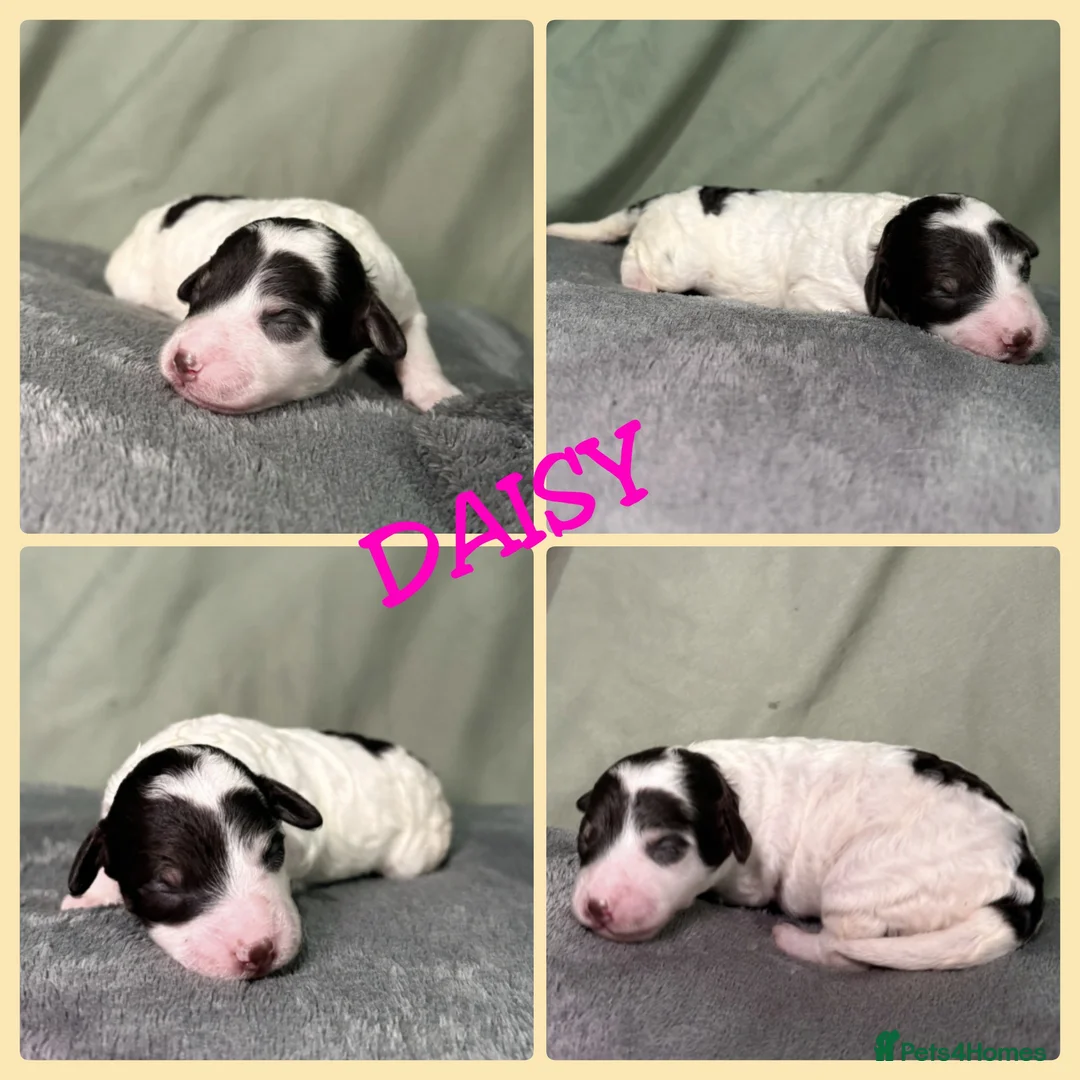 Bernedoodle dogs for sale: Stunning Bernedoodles💕DNA Health Tested Parents ! - Advert 28