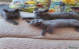 Scottish Fold cats for sale: Discount! Half price! Pure breed Scottish Fold  - Image 14
