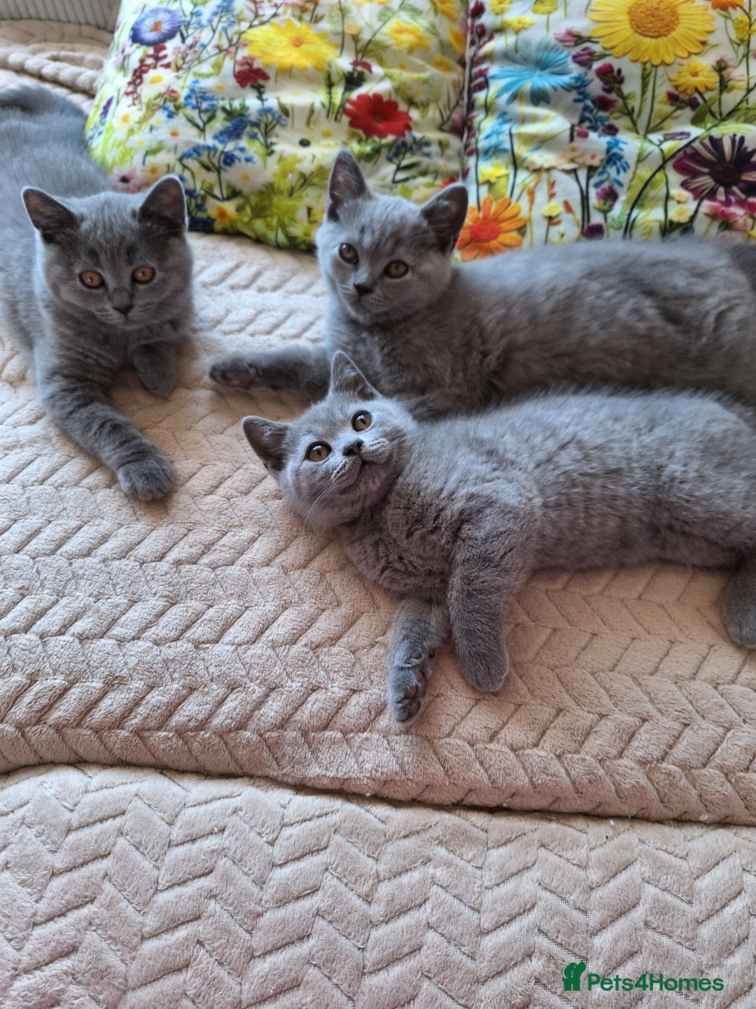Scottish Fold cats for sale: Discount! Half price! Pure breed Scottish Fold  - Image 14