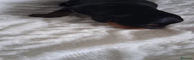 Cavapoo 5