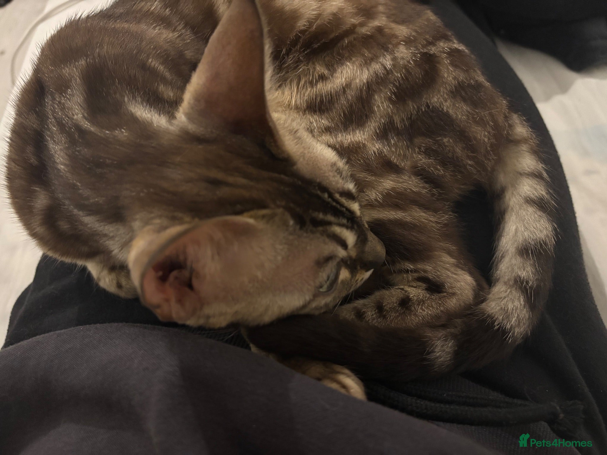 Bengal cats 🏆Gorgeous Brown Pedigree bengal girl🏆  - Advert 2