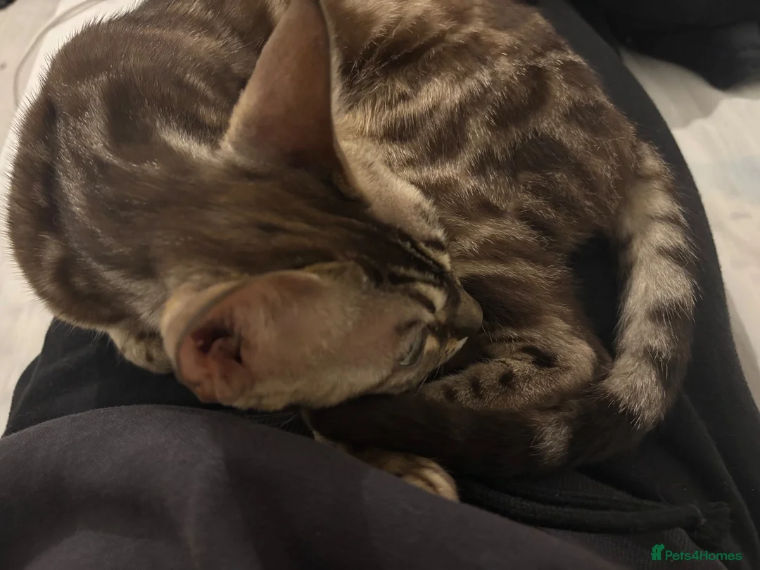 Bengal cats for sale: 🏆Gorgeous Brown Pedigree bengal girl🏆  - Advert 2
