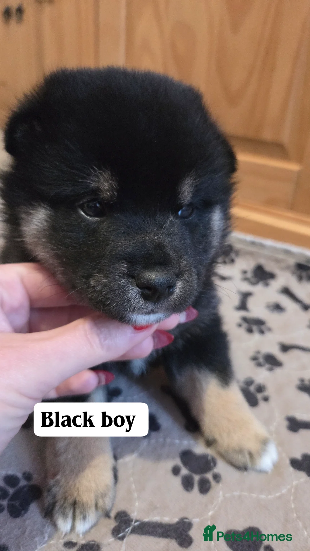 Japanese Shiba Inu dogs for sale: Shiba Inu – 5 Puppies  - Advert 5