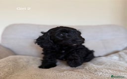 Cockapoo dogs for sale: F1 Cockapoo Puppy’s - READY TO LEAVE - Image 4