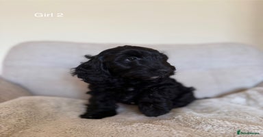 Cockapoo dogs - Advert 6