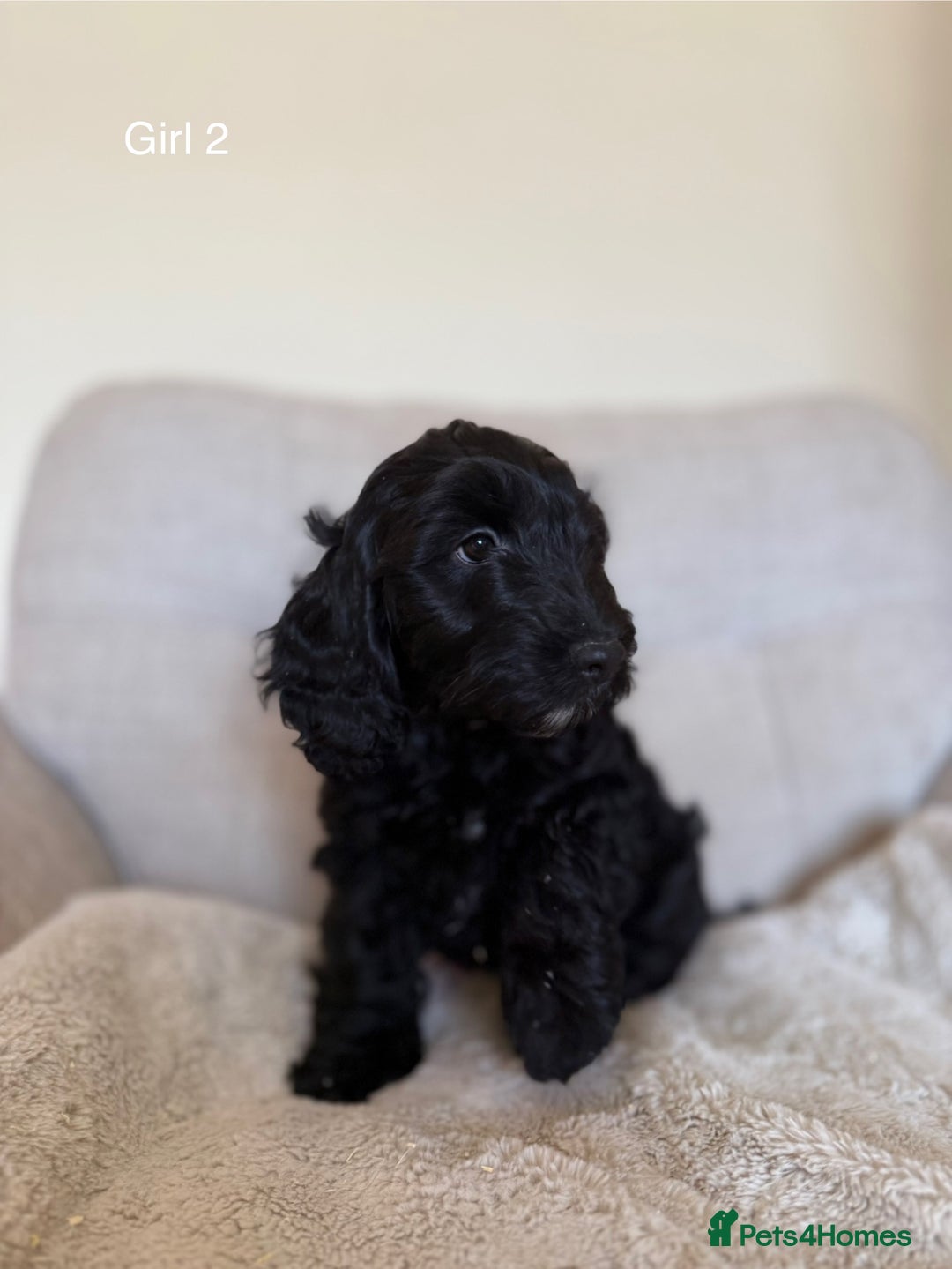 Cockapoo dogs for sale: F1 Cockapoo Puppy’s - READY TO LEAVE - Image 4