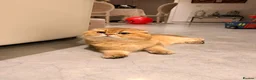 Scottish Fold cats for sale: Golden Scottish Fold Kittens – 2 Boys & 2 Girls - Advert 11
