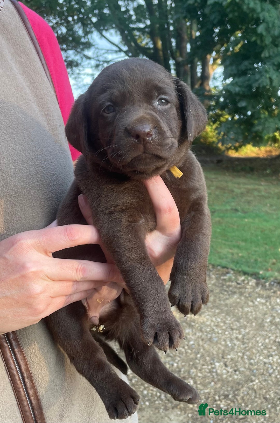 Labrador Retriever dogs for sale: 5 ⭐️  **  CHOCOLATE KC REG VET CHECKED, 1ST VAC - Advert 13