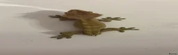Gecko reptiles for sale: Male gecko and viv  - Advert 1