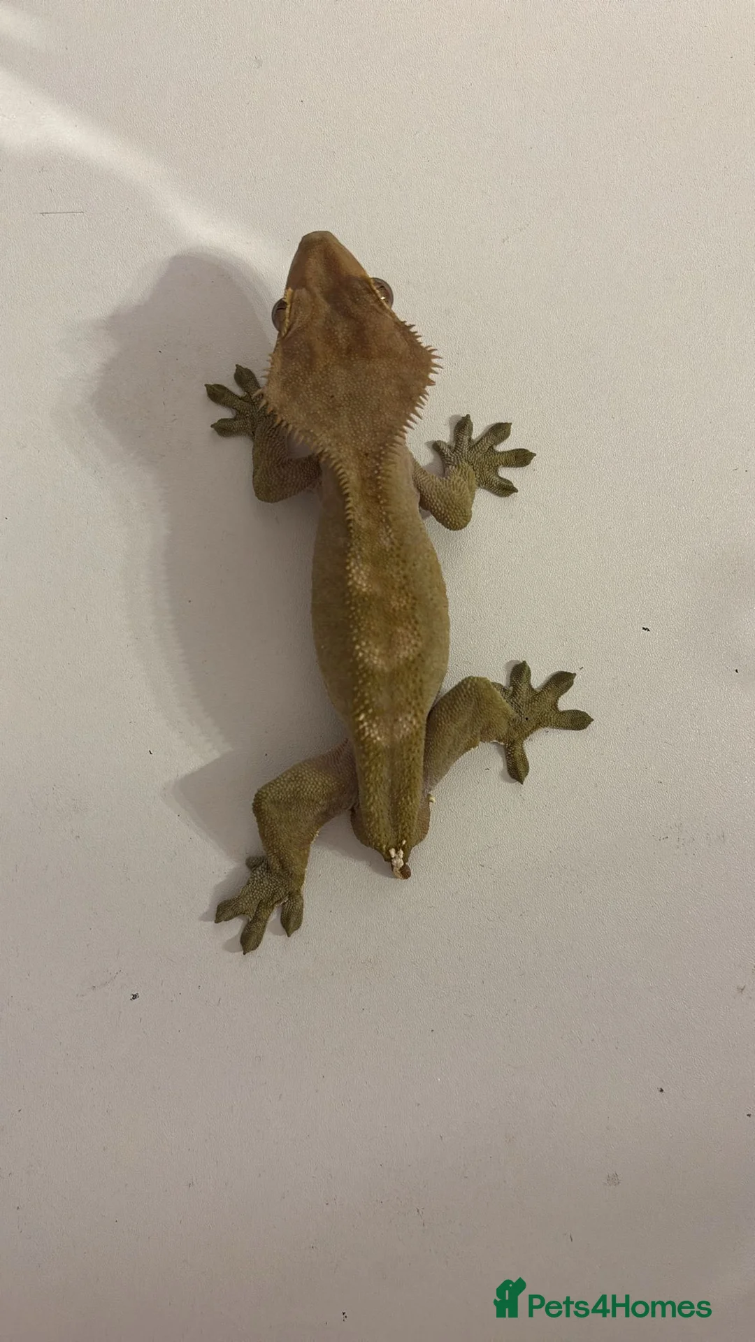 Gecko reptiles for sale: Male gecko and viv  - Advert 1