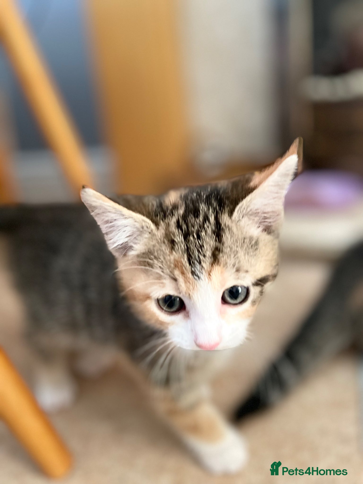 Mixed Breed cats KITTENS : 7 weeks old - Advert 9