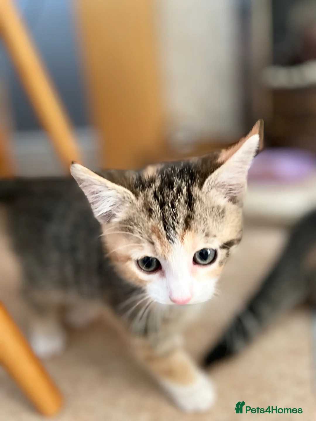 Mixed Breed cats for sale: KITTENS : 7 weeks old - Advert 1