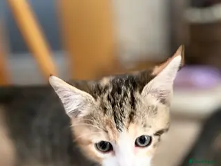 Mixed Breed cats KITTENS : 7 weeks old - Advert 14