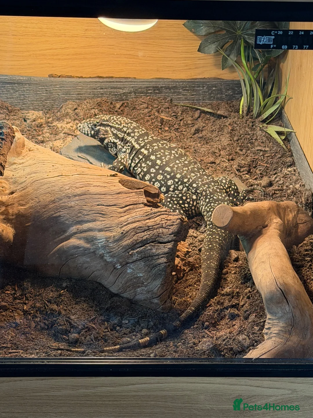 Monitor reptiles for sale: Female tegu-black & white Argentine  - Advert 5