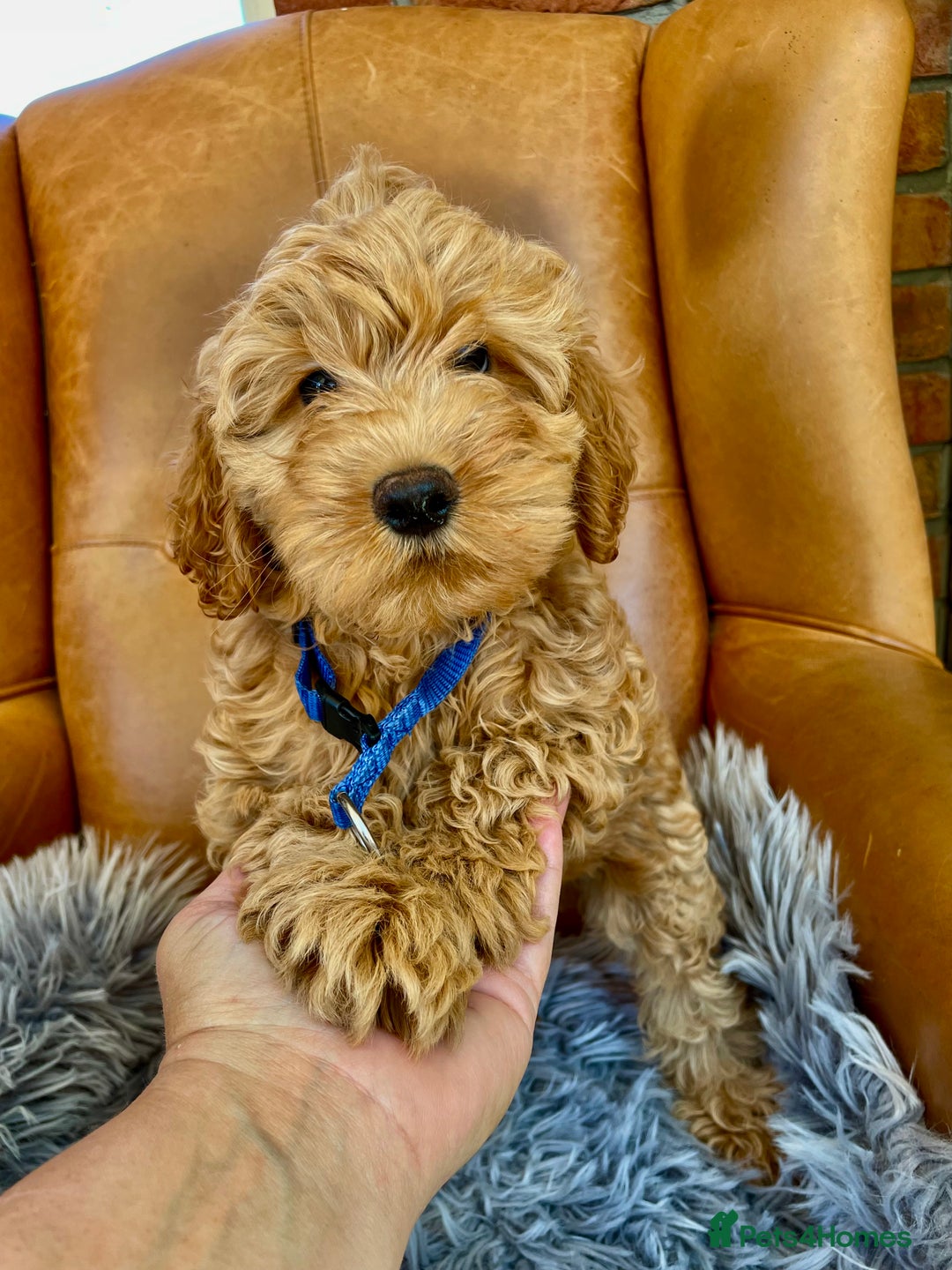 Cavapoochon dogs for sale: Stunning girls and boys - Image 5