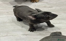 French Bulldog dogs for sale: French Bulldog Puppies - Ready Now  - Image 11