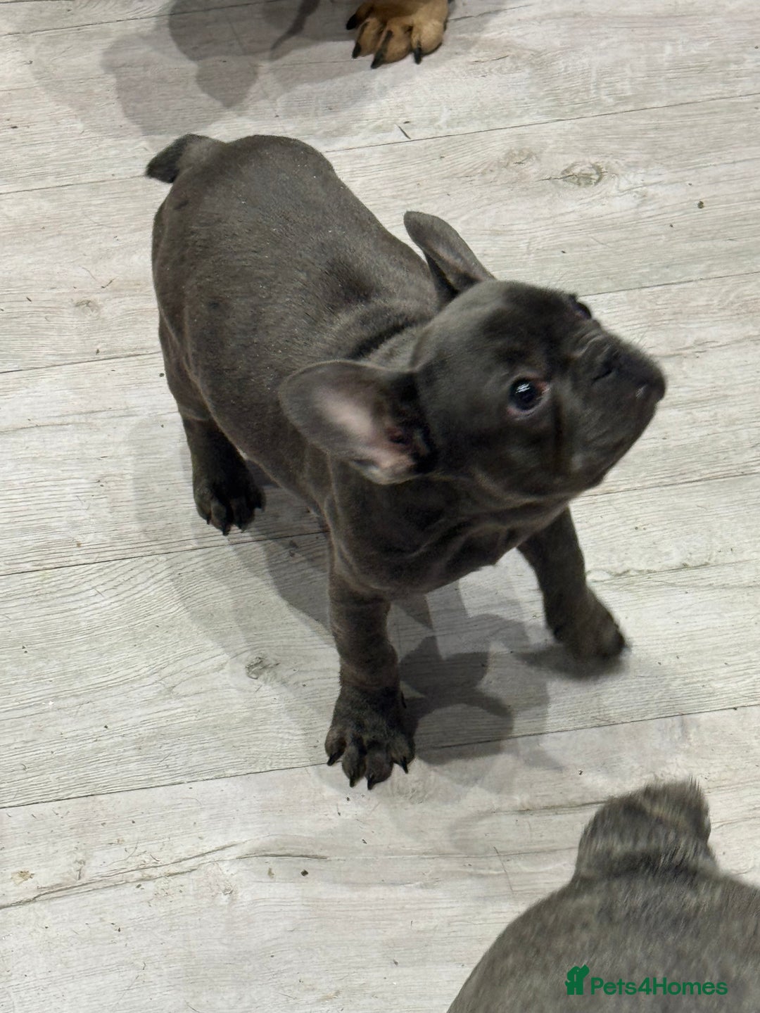 French Bulldog dogs for sale: French Bulldog Puppies - Ready Now  - Image 11