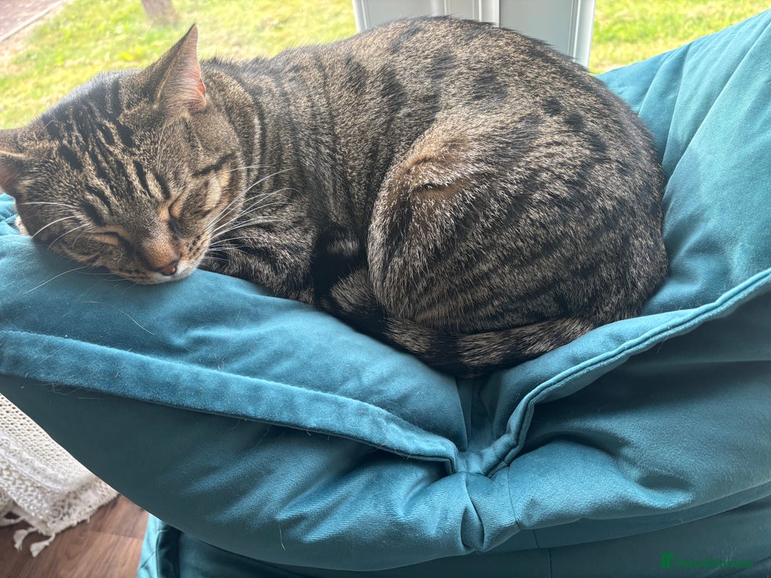 Domestic Shorthair cats for sale: Affectionate and playful boy needs a new home - Advert 2