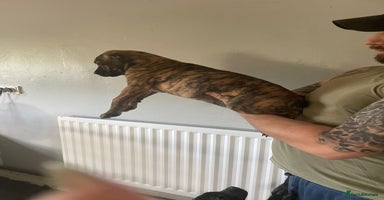 Mixed Breed dogs - Advert 7