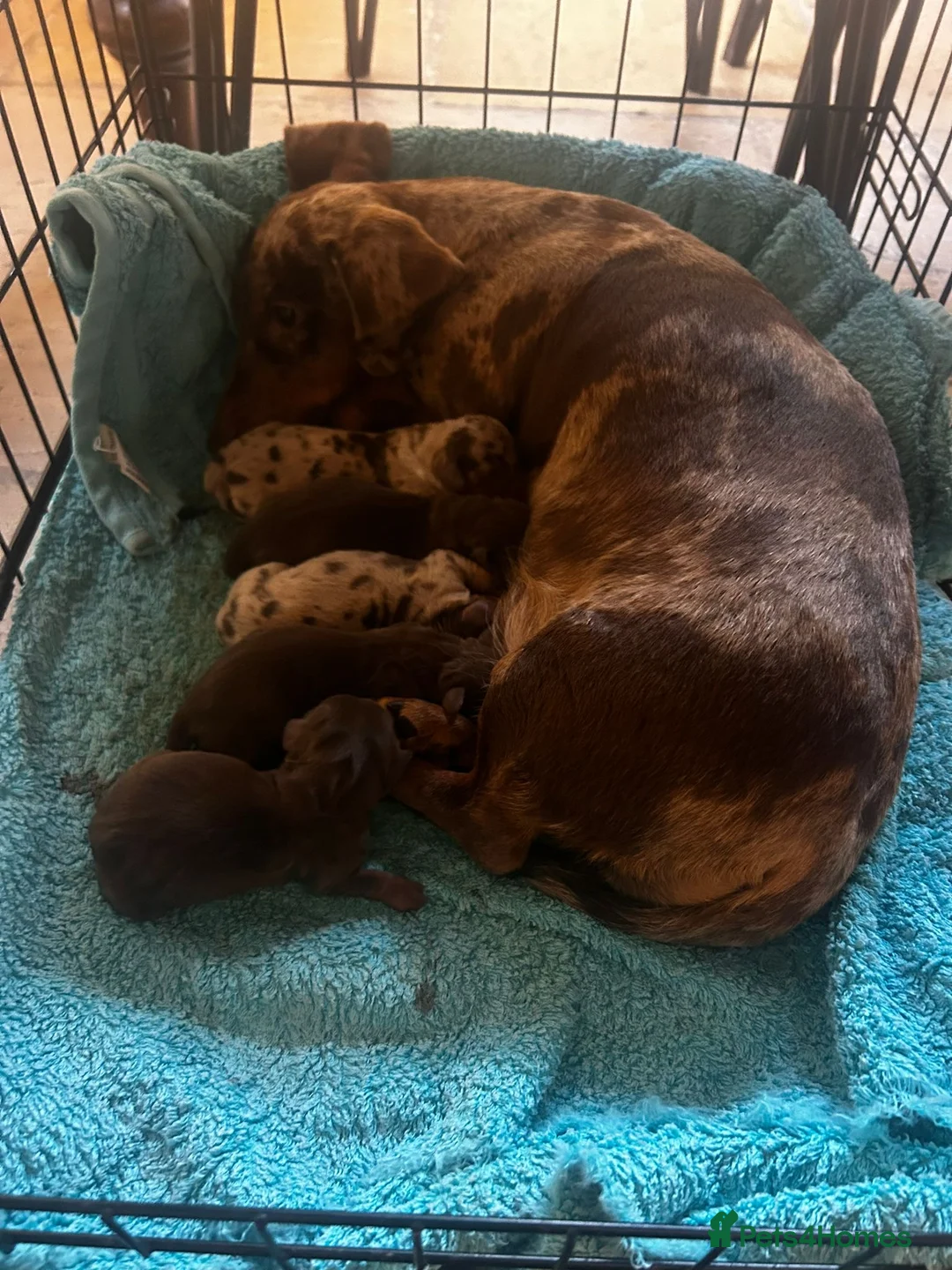 Miniature Dachshund dogs for stud: KC reg Isabella & Tan Stud! Free ovulation test in Stockton-on-Tees - Advert 20