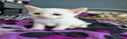 Mixed Breed cats for sale: Kittens  in Oswestry - Advert 4